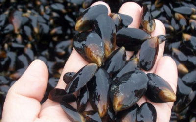 Economistas de Facea UdeC suman  conocimiento al mundo acuícola